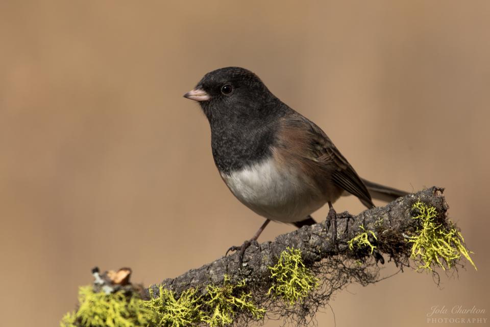 Dark-eyed Junco | Shutterbug